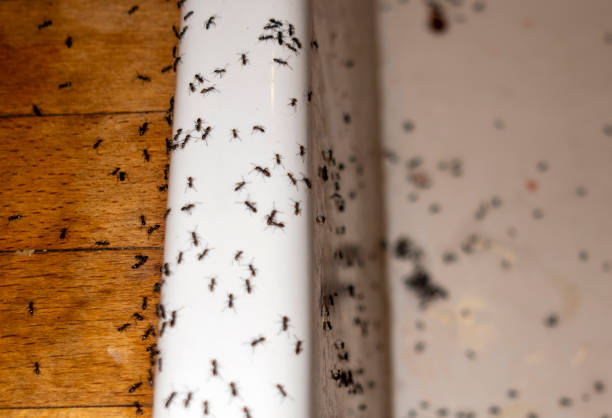 Best Emergency Pest Control  in Fairbury, IL